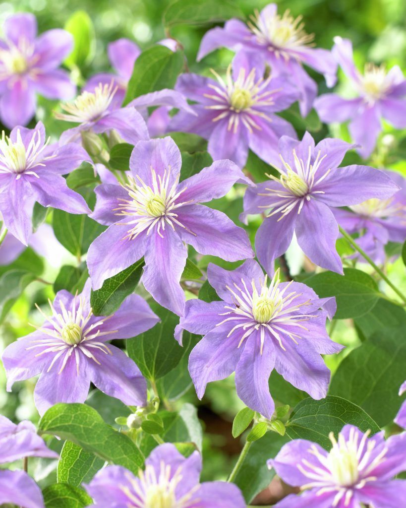 Clematis viticella 'Justa'